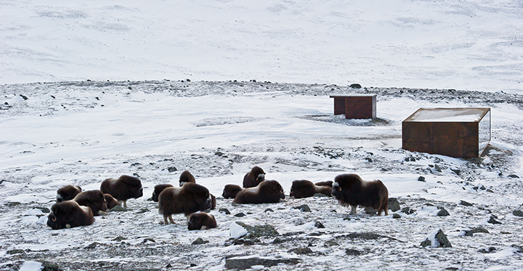 snoheta-tverrfjellhytta-norwegian-wild-reindeer-centre-pavilion-(7)